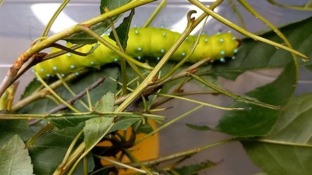 ПОЧЕМУ ГУСЕНИЦЫ РАЗНОЦВЕТНЫЕ? CATERPILLARS OF GIANT PEACOCK MOTH SATURNIA PYRI. Entomology Trick.