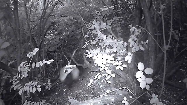 установил фотоловушку у барсучих нор, был удивлен как они с  осторожно выходят из норы после лежки. смотреть онлайн