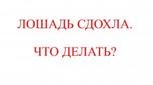 Лошадь сдохла. Что делать?