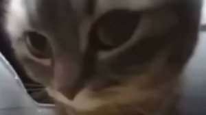 Учебное видео