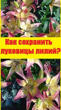 Как сохранить купленные ЛУКОВИЦЫ ЛИЛИЙ до посадки в грунт?