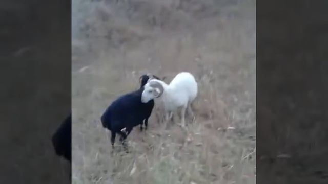 Дагестанские мериносы смотреть онлайн