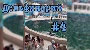 Дельфины на сцене