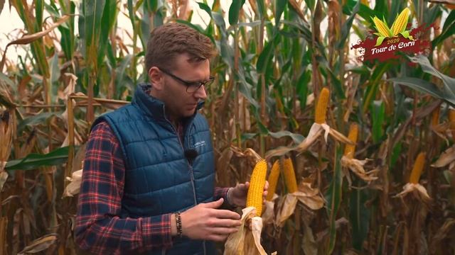 SY Abelardo - kukurydza na ziarno смотреть онлайн