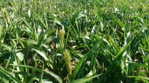 Выращивание сорго.  No till 30.07.2017.