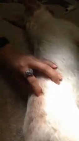 Skill 12 intramuscular injection dog