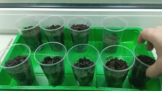 Эксперимент №1. Проверка грунта: Агробал, Почвобрикет из Fix Price смотреть онлайн