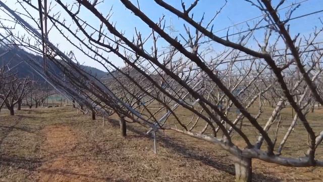 #ФруктовыйСад.Весной смотреть онлайн