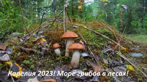 Грибной сезон! Море грибов в Карелии! Прогулки по лесам! Путешествие в Карелию! Красота природы!