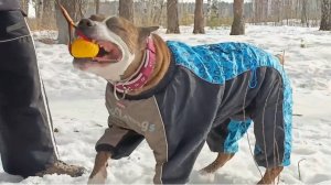 Что вам придётся делать, если вы взяли щенка?