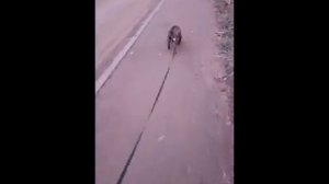 ФРАНЦУЗСКИЙ БУЛЬДОГ РИЧАРД  8 МЕСЯЦЕВ