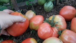 Августовский сбор урожая Томата Бычье Сердце