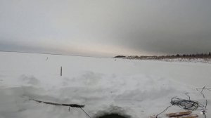 (51). Рыбалка на перемёт налима. 22.01.2022