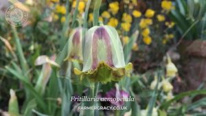 Fritillaria acmopetala - FarmerGracy.co.uk