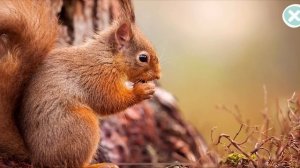 Развивающий мультфильм для детей (познавательный мультик для малышей), мультфильмы для детей