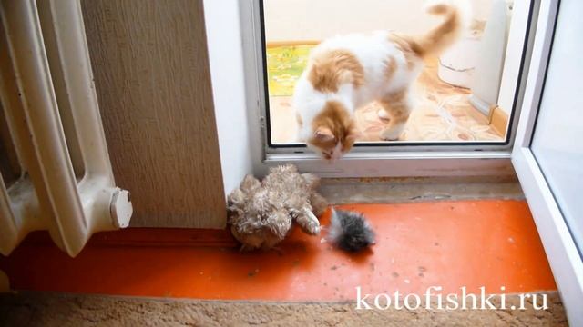Игрушки для кота | Футбол с шариками и пробками от бутылок | Сat football with corks and balls