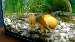 Ч 22 Биологическая вспышка ч 2