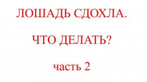 Лошадь сдохла. Что делать?