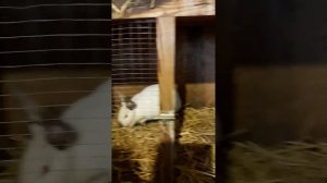 Крольчиха готовится к родам/ Крольчиха готовится к зимним родам