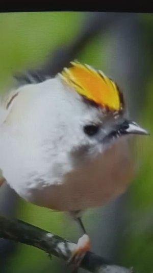 Певчие лесные птицы и их прекрасные голоса😮🤔😳