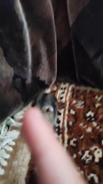 Хомяк с рождения популярен смотреть онлайн