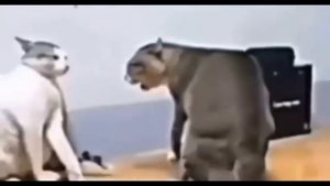 СКОРОЕ ВОЗВРАЩЕНИЕ ANGRY BIRDS CLASSIC