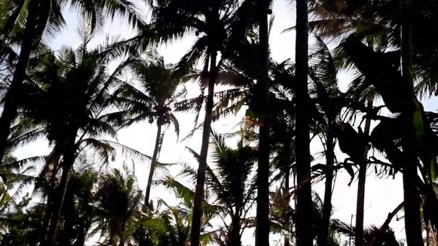 Value - Paraiso (Official Music Video)