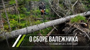 Жителям Региона Разрешили Бесплатно Собирать Валежник