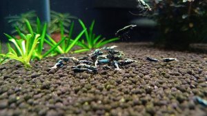 Креветки аквариумные Fishbone black