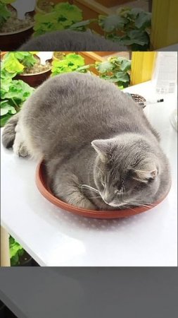 Тася устала