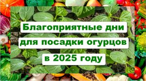 Благоприятные дни для посадки огурцов весной 2025 года