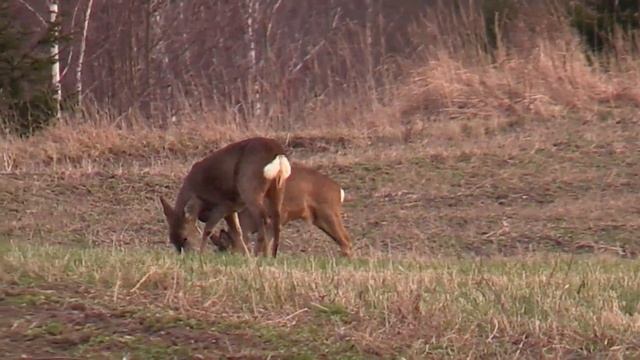 srnčí na Hrbech смотреть онлайн