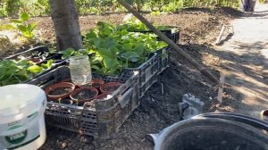 Ч-10 Что делать с землёй после уборки картофеля//Урожай картофеля Гранада август 2023 год Украина