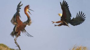 Цапля-голиаф: На первое — крокодилы, на второе — чёрные мамбы, а на десерт — поединки с орлами