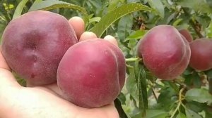 Персик Шугар Тайм. Peach Sugar Time. Солодкий і красивий.