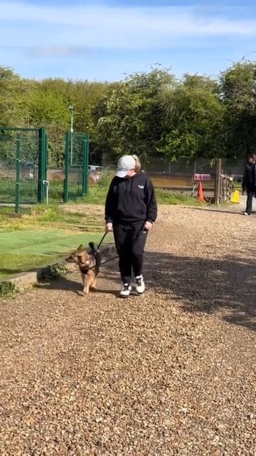 Taming This Wild Coyote ❤️😂#dog #training #advice #coyote смотреть онлайн