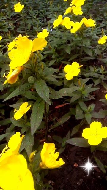 энотера смотреть онлайн