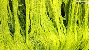 66. Взаимосвязь компонентов биоценоза