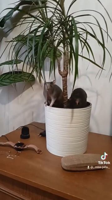 #декоративнаякрыса #крыс #крыска #домашний_питомец #rat #милота #игры #любовь #развлечение