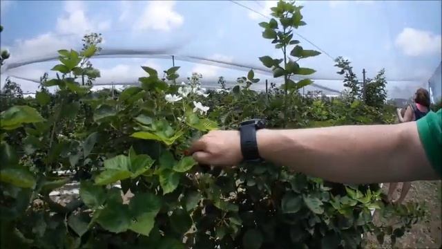 Сбор Малины 27 06 2020 смотреть онлайн