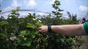 Сбор Малины  27 06 2020