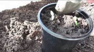 При выращивании рассады без пикировки подсыпаю грунт в стаканчики