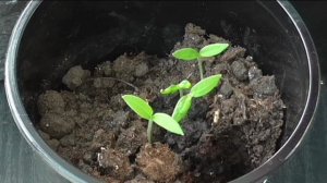 Снимаю неотделившуюся семенную оболочку