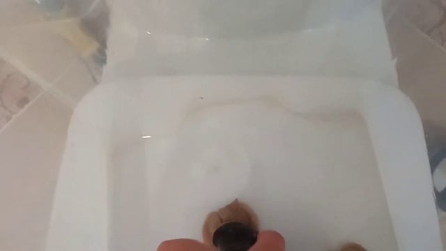 Генеральная уборка у моих животных . Будет продолжение уборки. смотреть онлайн