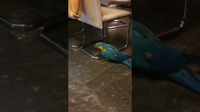 Мой попугай разговаривает!5677777788888 смотреть онлайн