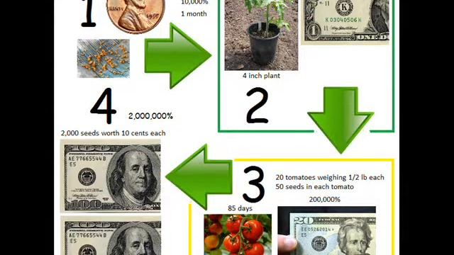 Tomato farming