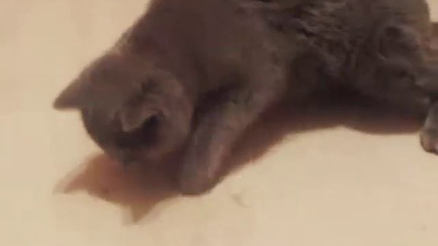 шмель напился :D смотреть онлайн