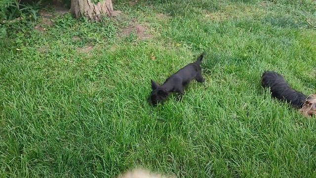 Одна,но такая вкусная и всем нужная косточка🤣😂😜 Продажа щеночков Доставка по миру+79788972514 смотреть онлайн