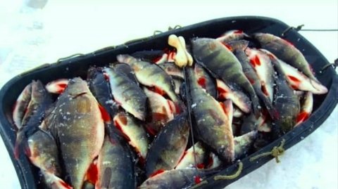 Свежий и крупный окунь ...