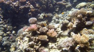 2019 Autumn diving in Safaga with Azza and Silke - Corals